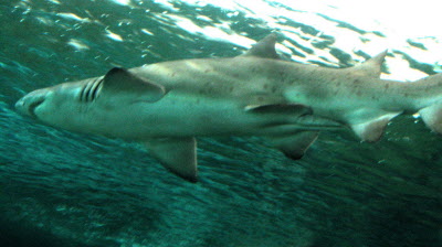 Shark.