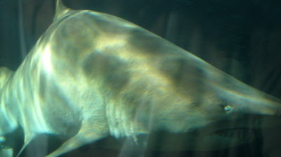 Shark.