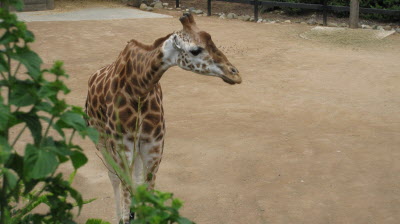 Giraffe.
